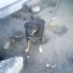 Подробнее об объявлении «Пропала собака кобель, г. лиски Лиски (Воронежская обл.)» Фото: пропала собака  «Пропала собака кобель, г. лиски Лиски...» в г. Лиски (Воронежская обл.)