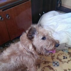 Подробнее об объявлении «Пропала собака Темрюк» Фото: пропала собака Ирландский терьер «Пропала собака Темрюк» в г. Темрюк