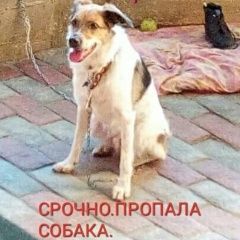 Подробнее об объявлении «Пропала собака кобель Москва» Фото: пропала собака  «Пропала собака кобель Москва» в г. Москва