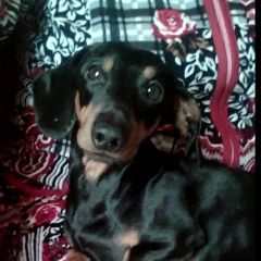 Подробнее об объявлении «Пропала собака кобель ермолино мини такса, кобель кличка блэк Балабаново» Фото: пропала собака Такса «Пропала собака кобель ермолино мини такса,...» в г. Балабаново