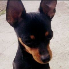 Подробнее об объявлении «Пропала собака просьба вернуть за вознаграждение Пятигорск» Фото: пропала собака Той-терьер «Пропала собака просьба вернуть за...» в г. Пятигорск