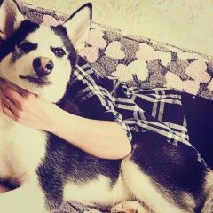 Подробнее об объявлении «Пропала собака кобель любимец семьи Шентала» Фото: пропала собака Сибирская хаски «Пропала собака кобель любимец семьи Шентала» в г. Шентала