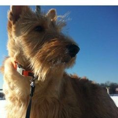 Подробнее об объявлении «Пропала собака кобель Дмитров» Фото: пропала собака Скотч-терьер «Пропала собака кобель Дмитров» в г. Дмитров