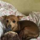 Подробнее об объявлении «Пропала собака Санкт-Петербург» Фото: пропала собака Русский той-терьер «Пропала собака Санкт-Петербург» в г. Санкт-Петербург