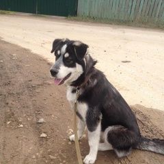 Подробнее об объявлении «Подольск Пропала собака» Фото: пропала собака  «Подольск Пропала собака» в г. Подольск