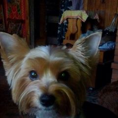 Подробнее об объявлении «Пропала собака Петушки» Фото: пропала собака Йоркширский терьер «Пропала собака Петушки» в г. Петушки