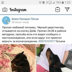 Подробнее об объявлении «Пенза Пропала собака кобель» Фото: пропала собака Карликовый пинчер «Пенза Пропала собака кобель» в г. Пенза