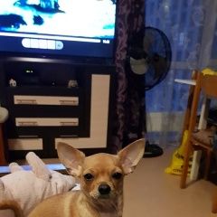 Подробнее об объявлении «Пропала собака, Балашиха» Фото: пропала собака Чихуахуа «Пропала собака, Балашиха» в г. Балашиха