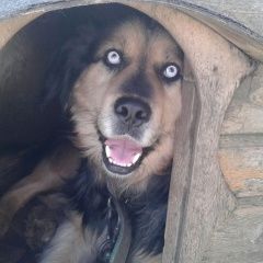 Подробнее об объявлении «Пропала собака кобель Аксай (Ростовская обл.)» Фото: пропала собака  «Пропала собака кобель Аксай (Ростовская обл.)» в г. Аксай (Ростовская обл.)