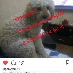 Подробнее об объявлении «Пропала собака Черкесск Карачаево-Черкесская Республика» Фото: пропала собака Пудель «Пропала собака Черкесск Карачаево-Черкесская...» в г. Черкесск Карачаево-Черкесская Республика