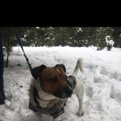 Подробнее об объявлении «Пропала собака кобель Воронеж» Фото: пропала собака Джек рассел терьер «Пропала собака кобель Воронеж» в г. Воронеж