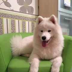 Подробнее об объявлении «Пропала собака породы самоед  Березовский (Свердловская обл.)» Фото: пропала собака Самоедская лайка «Пропала собака породы самоед  Березовский...» в г. Березовский (Свердловская обл.)