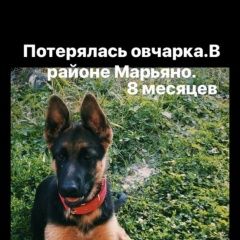 Подробнее об объявлении «Пропала собака овчарка кличка дана, коричневый Симферополь» Фото: пропала собака  «Пропала собака овчарка кличка дана, коричневый...» в г. Симферополь