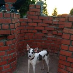 Подробнее об объявлении «Пропала собака Санкт-Петербург» Фото: пропала собака  «Пропала собака Санкт-Петербург» в г. Санкт-Петербург