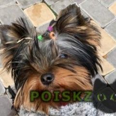 Подробнее об объявлении «Пропала собака люди добрые, помогите найти друга Тула» Фото: пропала собака Йоркширский терьер «Пропала собака люди добрые, помогите найти...» в г. Тула