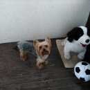 Подробнее об объявлении «Санкт-Петербург Пропала собака кобель» Фото: пропала собака Йоркширский терьер «Санкт-Петербург Пропала собака кобель» в г. Санкт-Петербург