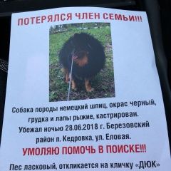 Подробнее об объявлении «Пропала собака кобель кедровка  березовский округ Екатеринбург» Фото: пропала собака Немецкий шпиц «Пропала собака кобель кедровка  березовский...» в г. Екатеринбург