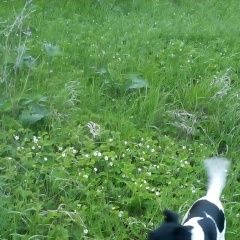 Подробнее об объявлении «Пропала собака помогите пожалуйста найти собаку Октябрьский (Башкирия)» Фото: пропала собака Фокстерьер «Пропала собака помогите пожалуйста найти собаку...» в г. Октябрьский (Башкирия)