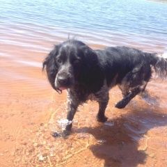 Подробнее об объявлении «Пропала собака внимание Братск» Фото: пропала собака Русский охотничий спаниель «Пропала собака внимание Братск» в г. Братск