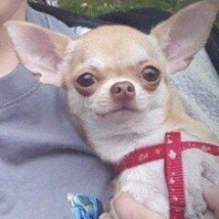 Подробнее об объявлении «Пропала собака Санкт-Петербург» Фото: пропала собака Чихуахуа «Пропала собака Санкт-Петербург» в г. Санкт-Петербург