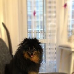 Подробнее об объявлении «Пропала собака кобель Березовский (Свердловская обл.)» Фото: пропала собака Немецкий шпиц «Пропала собака кобель Березовский (Свердловская...» в г. Березовский (Свердловская обл.)