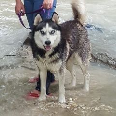 Подробнее об объявлении «Пропала собака кобель хаски Пятигорск» Фото: пропала собака Сибирская хаски «Пропала собака кобель хаски Пятигорск» в г. Пятигорск