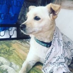 Подробнее об объявлении «Пропала собака помогите пожалуйста найти мою собаку Темрюк» Фото: пропала собака  «Пропала собака помогите пожалуйста найти мою...» в г. Темрюк