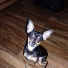 Подробнее об объявлении «Пропала собака кобель Пятигорск» Фото: пропала собака Той-терьер «Пропала собака кобель Пятигорск» в г. Пятигорск