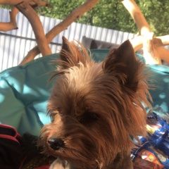 Подробнее об объявлении «Пропала собака кобель йоркширский терьер Санкт-Петербург» Фото: пропала собака Йоркширский терьер «Пропала собака кобель йоркширский терьер...» в г. Санкт-Петербург