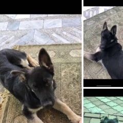 Подробнее об объявлении «Пропала собака кобель Алматы (Алма-Ата)» Фото: пропала собака  «Пропала собака кобель Алматы (Алма-Ата)» в г. Алматы (Алма-Ата)