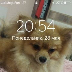 Подробнее об объявлении «Челябинск Пропала собака кобель шпиц» Фото: пропала собака Немецкий шпиц «Челябинск Пропала собака кобель шпиц» в г. Челябинск