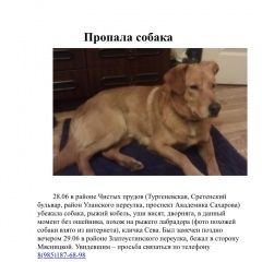 Подробнее об объявлении «Пропала собака кобель басманный, чистые пруды Москва» Фото: пропала собака  «Пропала собака кобель басманный, чистые пруды...» в г. Москва