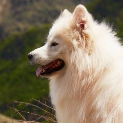 Подробнее об объявлении «Пропала собака кобель Пятигорск» Фото: пропала собака Самоедская лайка «Пропала собака кобель Пятигорск» в г. Пятигорск