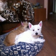 Подробнее об объявлении «Пропала собака украли на глазах хозяина Вологда» Фото: пропала собака Вест хайленд уайт терьер «Пропала собака украли на глазах хозяина Вологда» в г. Вологда