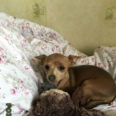 Подробнее об объявлении «Пропала собака Санкт-Петербург» Фото: пропала собака Русский той-терьер «Пропала собака Санкт-Петербург» в г. Санкт-Петербург