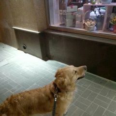 Подробнее об объявлении «Пропала собака Воронеж» Фото: пропала собака  «Пропала собака Воронеж» в г. Воронеж