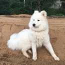 Подробнее об объявлении «Пропала собака кобель той-терьер и самоед Смоленск» Фото: пропала собака Той-терьер «Пропала собака кобель той-терьер и самоед Смоленск» в г. Смоленск