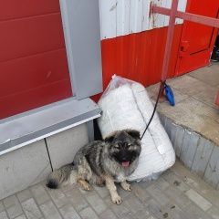 Подробнее об объявлении «Пропала собака коротколапый метис кавказки Электроугли» Фото: пропала собака  «Пропала собака коротколапый метис кавказки...» в г. Электроугли