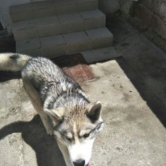 Подробнее об объявлении «Пропала собака кобель Симферополь» Фото: пропала собака Сибирская хаски «Пропала собака кобель Симферополь» в г. Симферополь