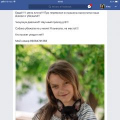 Подробнее об объявлении «Пропала собака Москва» Фото: пропала собака Чихуахуа «Пропала собака Москва» в г. Москва