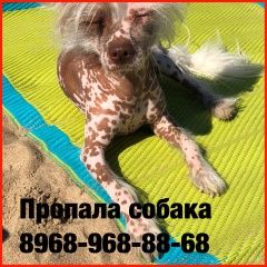 Подробнее об объявлении «Ступино Пропала собака кобель прапала китайская хохлатая» Фото: пропала собака Китайская хохлатая собака «Ступино Пропала собака кобель прапала китайская...» в г. Ступино