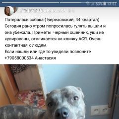 Подробнее об объявлении «Пропала собака Березовский (Свердловская обл.)» Фото: пропала собака Американский стаффордширский терьер «Пропала собака Березовский (Свердловская обл.)» в г. Березовский (Свердловская обл.)