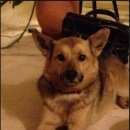 Подробнее об объявлении «Пропала собака метис, девочка, средних размеров Санкт-Петербург» Фото: пропала собака  «Пропала собака метис, девочка, средних размеров...» в г. Санкт-Петербург