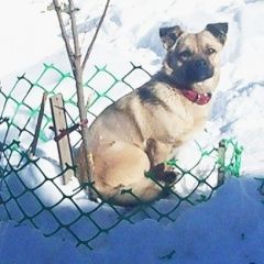 Подробнее об объявлении «Пенза Пропала собака кобель» Фото: пропала собака  «Пенза Пропала собака кобель» в г. Пенза