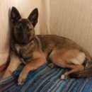 Подробнее об объявлении «Пропала собака щенок-метис, Санкт-Петербург» Фото: пропала собака  «Пропала собака щенок-метис, Санкт-Петербург» в г. Санкт-Петербург