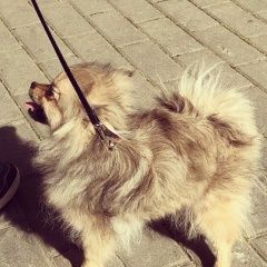 Подробнее об объявлении «Пропала собака немецкий шпиц Москва» Фото: пропала собака Немецкий шпиц «Пропала собака немецкий шпиц Москва» в г. Москва