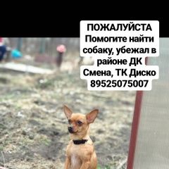 Подробнее об объявлении «Челябинск Пропала собака» Фото: пропала собака  «Челябинск Пропала собака» в г. Челябинск
