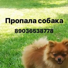 Подробнее об объявлении «Пропала собака рыжий шпиц Воронеж» Фото: пропала собака Померанский шпиц «Пропала собака рыжий шпиц Воронеж» в г. Воронеж