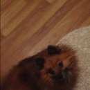 Подробнее об объявлении «Тула Пропала собака кобель» Фото: пропала собака Японский шпиц «Тула Пропала собака кобель» в г. Тула