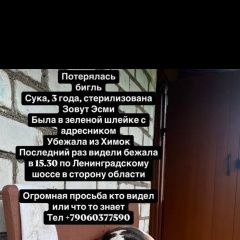 Подробнее об объявлении «Пропала собака Химки» Фото: пропала собака Бигль «Пропала собака Химки» в г. Химки